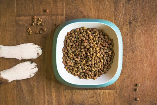 5 Common Dog Food Label Ingredients to Avoid