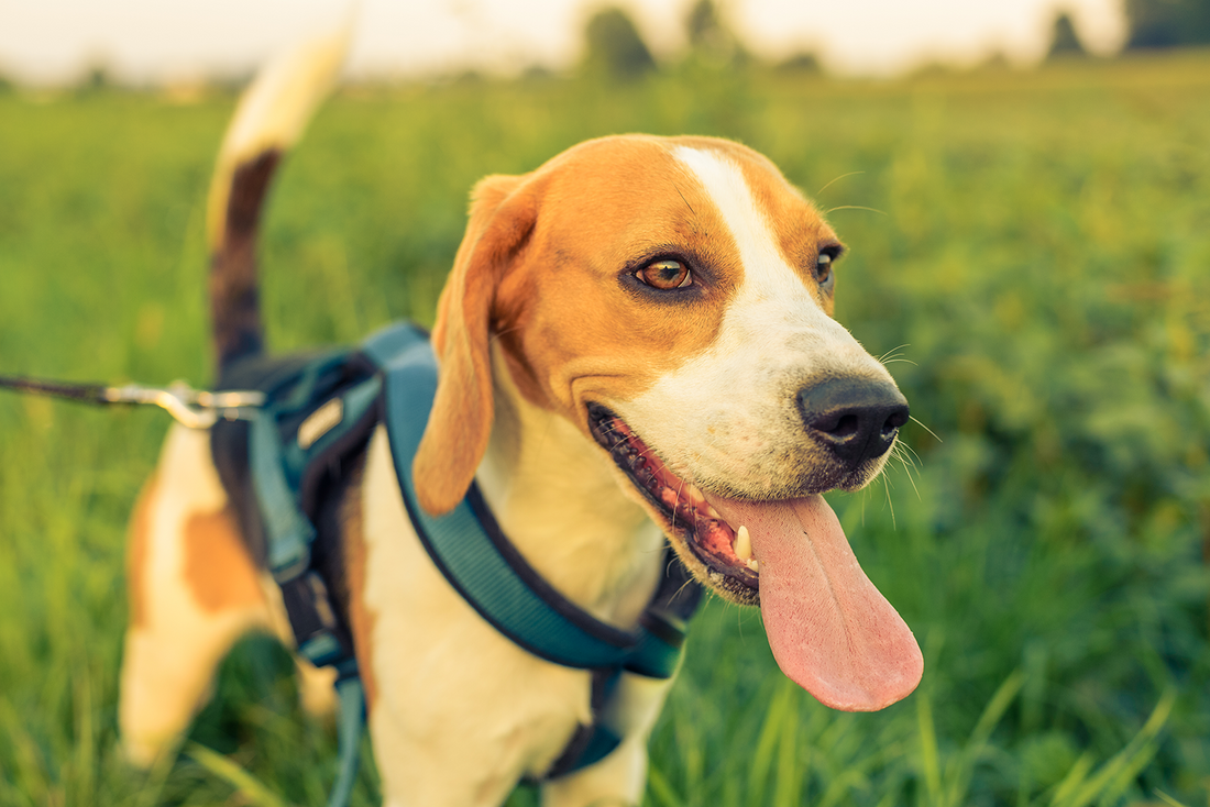 4 Tips to Keep Your Dog Cool in the Summer