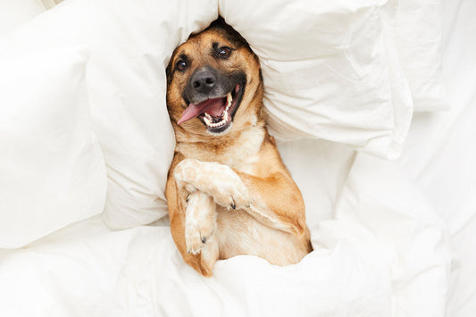 Why Dogs are Simply the Best!