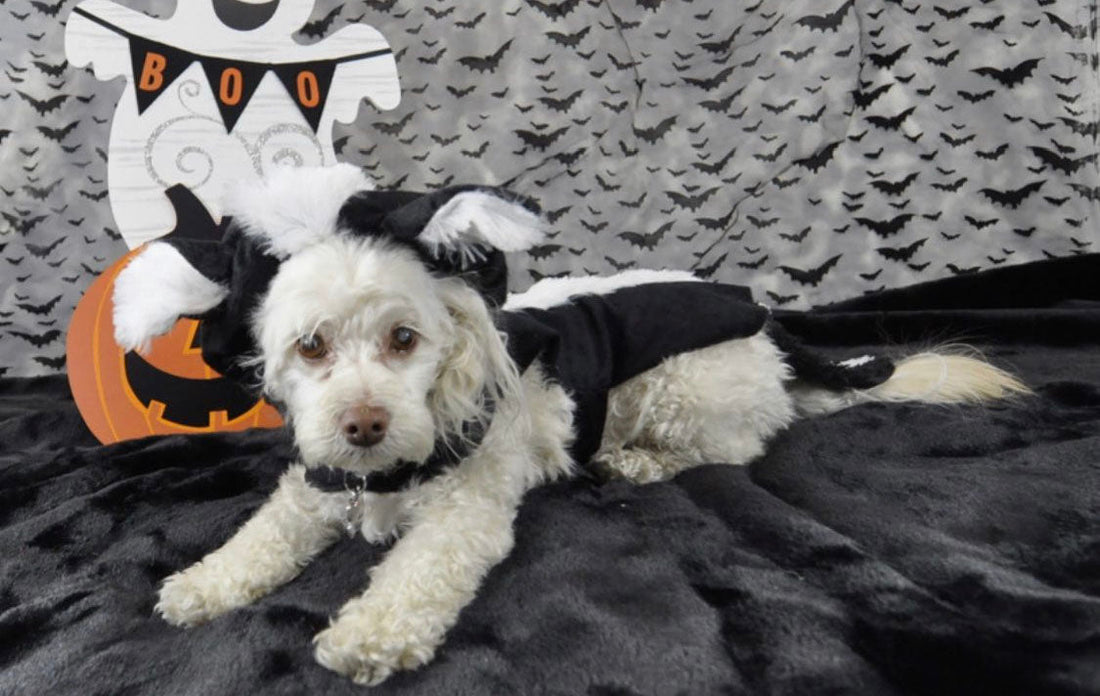 3 Easy DIY Halloween Costumes for Your Dog