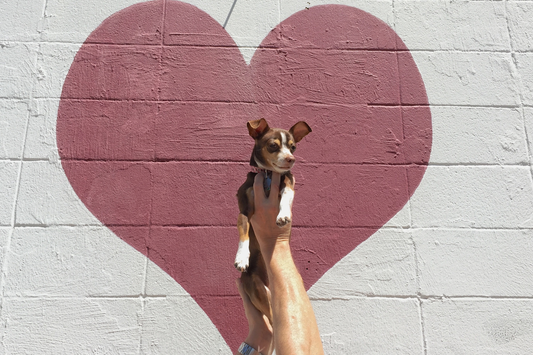 6 Foods That are Great for Your Dog's Heart Health