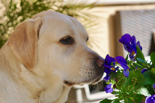 Can Dogs Eat Flowers?