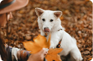 Pup-kin Spice and Everything Nice: 3 All-Natural Dog Treats Perfect for Fall