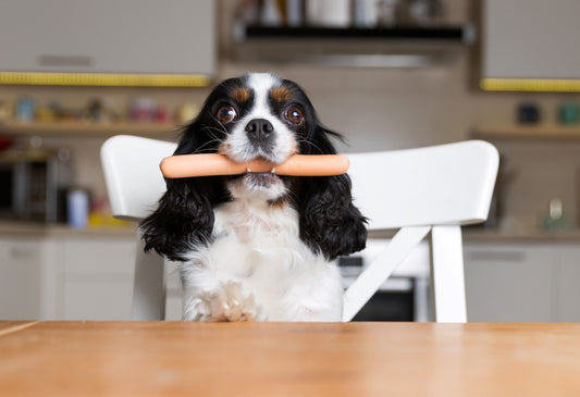 Why and How to Diversify Your Meat-Loving Pup's Diet
